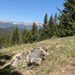 Alaska Guide Creations Scout backpack in Mount Evans Wilderness, Colorado - a versatile hunting daypack for outdoor adventures