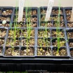 Seedling starts in a home garden setting