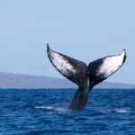 Detail Of Humpback Whale Tail