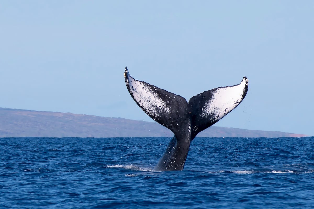 Detail Of Humpback Whale Tail