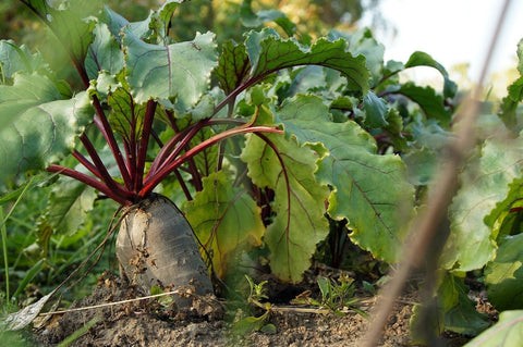 Close up of beetroots growing in zone 8 garden in March