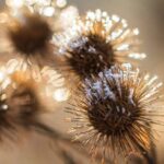 Burdock plant in winter garden, zone 8 gardening in January