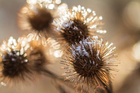 Burdock plant in winter garden, zone 8 gardening in January