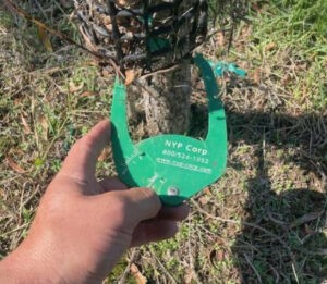 A caliper is used to help standardize nursery stock sizes.