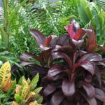 A vibrant mix of croton, cordyline, palm, and fern showcasing the diversity of South Florida plants