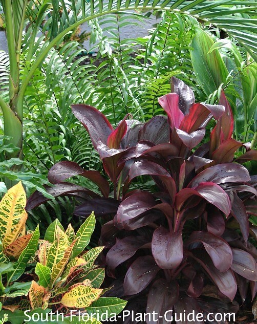 A vibrant mix of croton, cordyline, palm, and fern showcasing the diversity of South Florida plants