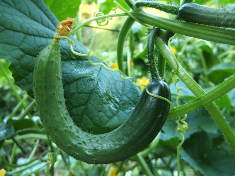 Cucumbers growing on a vine in a zone 8 garden in July