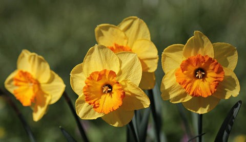 Easter Bells Flowers in Early Spring