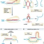 Figure 1: Schematic comparisons of four groups of “gRNAs” including trypanosome mitochondrial RNA editing, snoRNA-mediated rRNA modification, siRNA/miRNA gene regulation, and CRISPR/Cas9 DNA targeting.