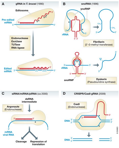 Figure 1: Schematic comparisons of four groups of “gRNAs” including trypanosome mitochondrial RNA editing, snoRNA-mediated rRNA modification, siRNA/miRNA gene regulation, and CRISPR/Cas9 DNA targeting.