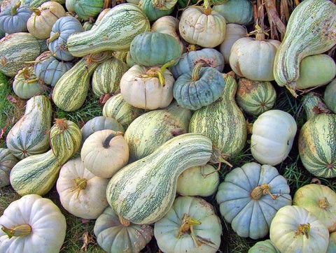 Autumn Gourds for Fall Harvest