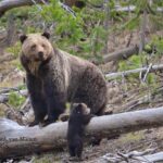 Grizzly Bear in Montana Wilderness