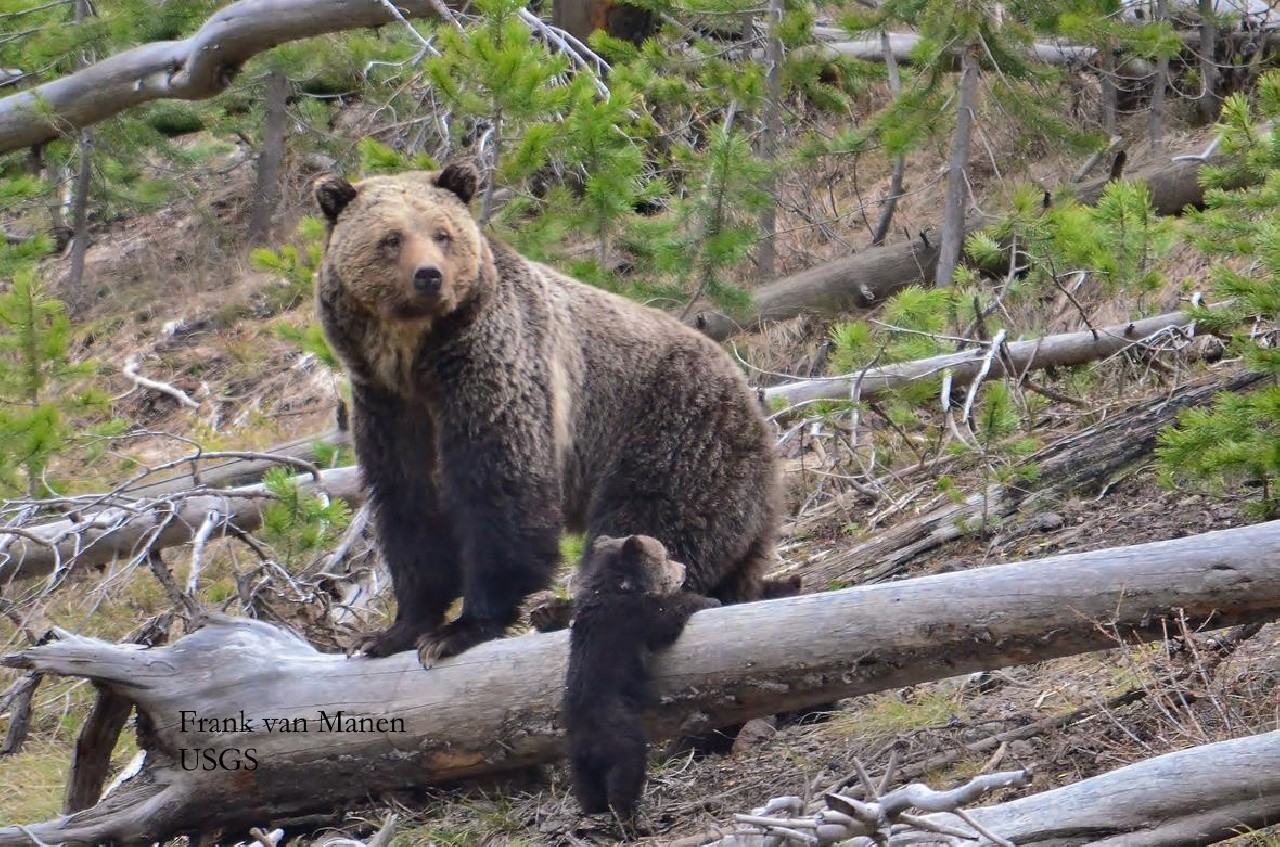 Grizzly Bear in Montana Wilderness