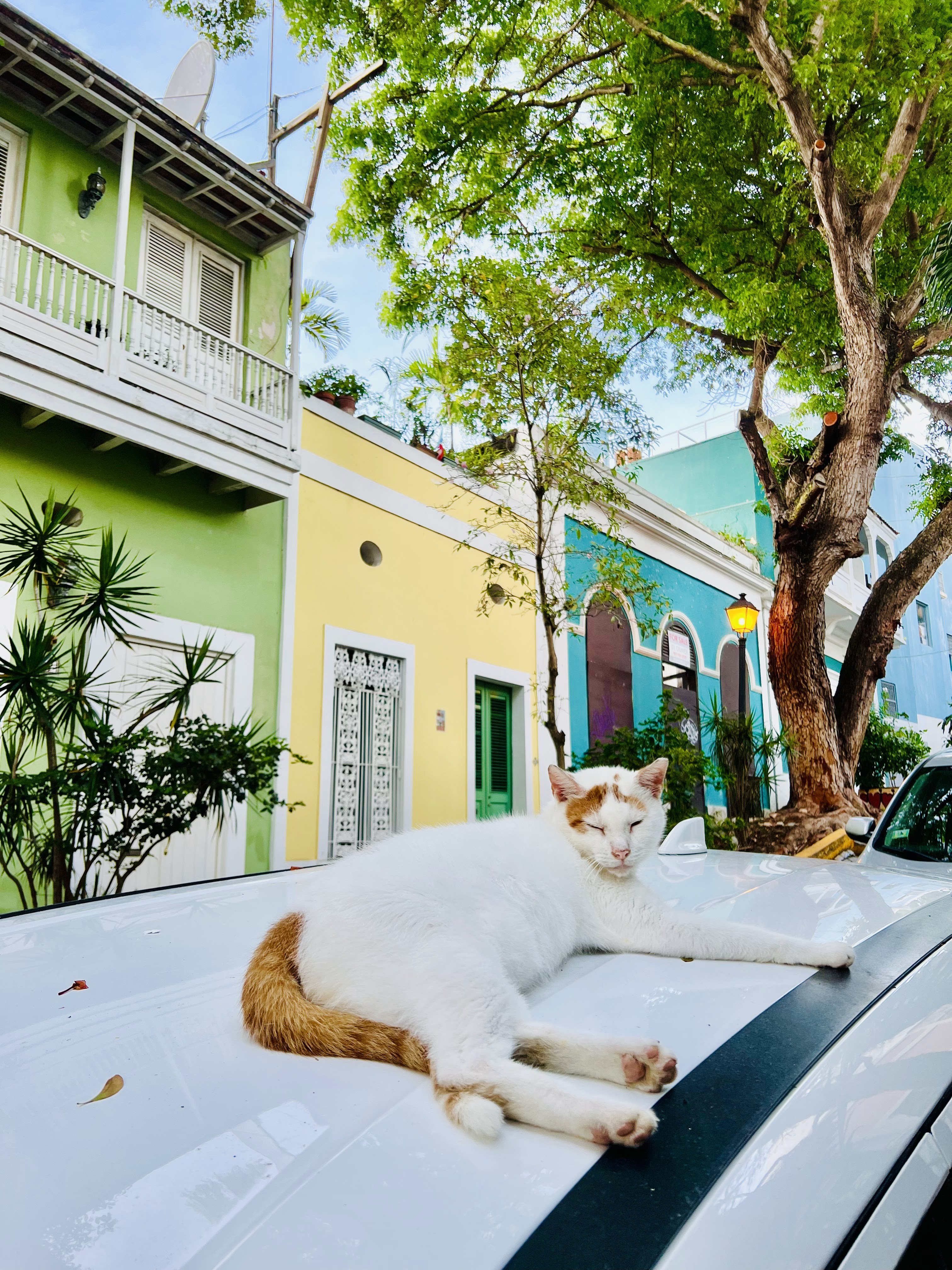 A fluffy grey and white cat lounging on a window sill in Old San Juan, Puerto Rico