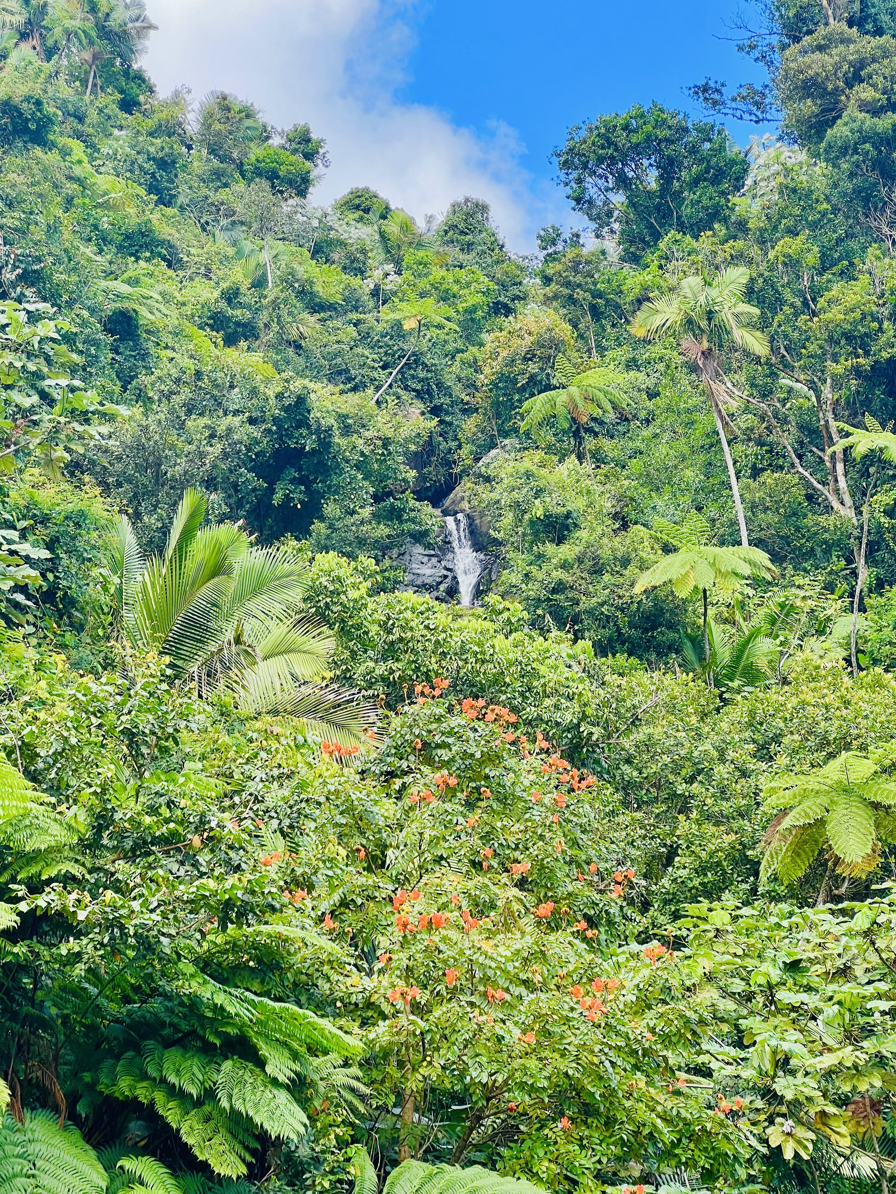 A natural pool in El Yunque National Forest with people swimming and enjoying the water