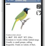 Screenshot of the Sibley eGuide app interface on an iPhone, displaying a Green Jay with navigation buttons at the top right