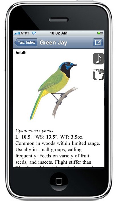 Screenshot of the Sibley eGuide app interface on an iPhone, displaying a Green Jay with navigation buttons at the top right