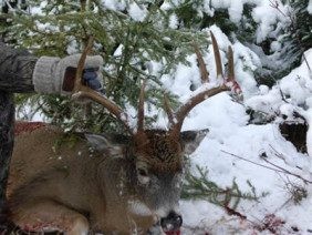 Hunter showcasing a mature whitetail buck rack