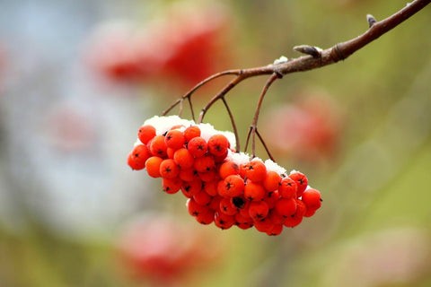 Mountain Ash Tree in Winter