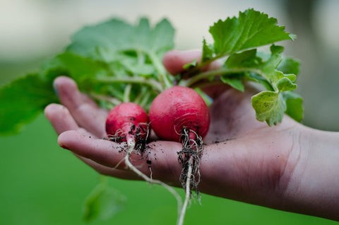 Radishes harvested in a zone 8 garden in November