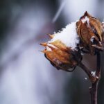 Snow covered branches