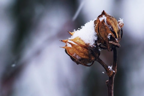 Snow covered branches