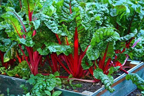 Swiss Chard growing in a zone 8 garden in September