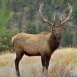 An elk in a field, hunting in Michigan concept.