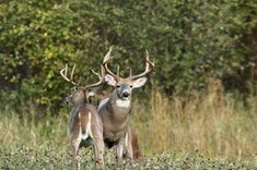 Two white tail buck in a field, Michigan deer season 2024 concept.