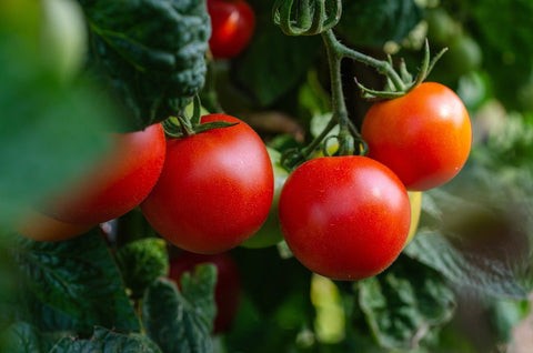 Ripe red tomatoes on the vine in a zone 8 garden in May