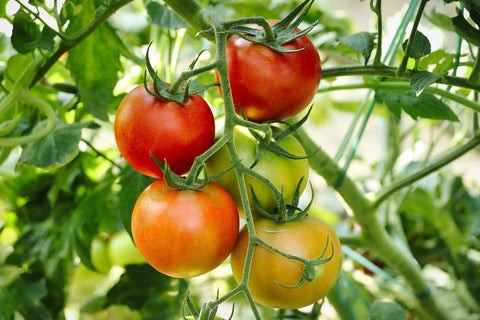 Ripe Tomatoes on the Vine