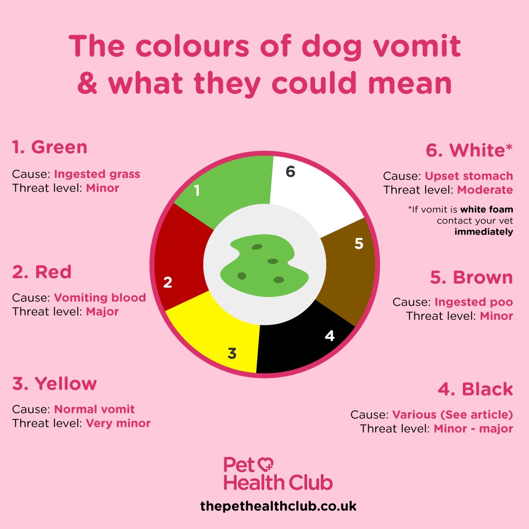 Dog vomit color chart