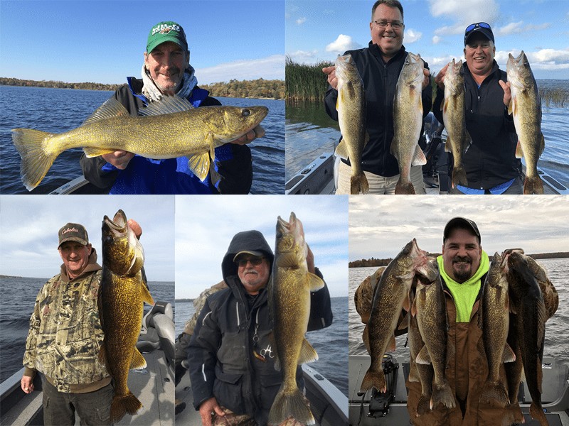 Walleye caught in Brainerd Lakes Area, showcasing the expertise of local fishing guides in locating prime walleye habitats.