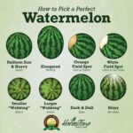 Juicy and ripe watermelon, perfect for summer picnics, ready to be sliced and enjoyed following our watermelon picking guide.