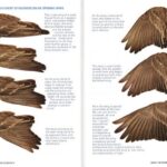 Opening bird wing from Kaufman Field Guide to Advanced Birding