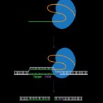 Schematic depicting the NHEJ repair pathway to generate a CRISPR knockout. Image shows complex formation of the gRNA and Cas9, target binding, DSB formation (target cleavage), and DNA repair. Repair of the break by NHEJ joins the ends together with minimal processing and results in insertions, deletions, or frameshift mutations which can lead to the loss of gene functionality.
